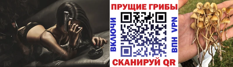 Купить  Исилькуль  Псилоцибиновые грибы мицелий 